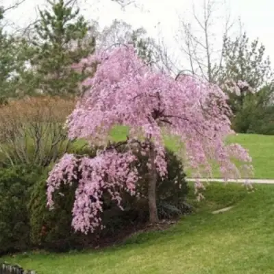 Сакура КИКУ ШИДАРЕ в Пинске