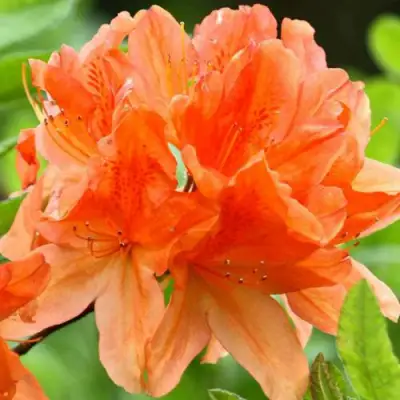 Азалия ГЕЙША ОРАНЖ японская в Пинске