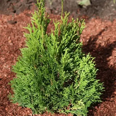 Туя МИКИ западная в Пинске