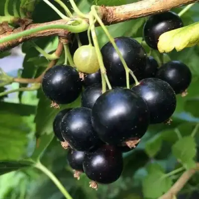 Смородина чёрная ДАБРАДЗЕЯ в Пинске