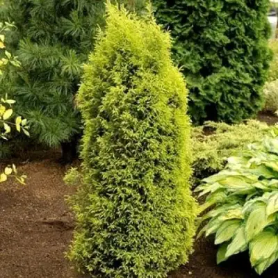 Можжевельник ГОЛД КОН обыкновенный в Пинске