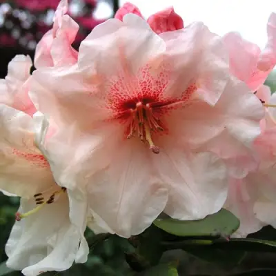 Рододендрон ХАНЯ	 в Пинске