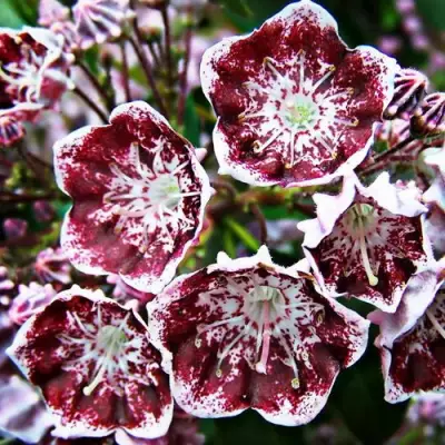 Кальмия БЛЕК ЛЕЙБЛ  в Пинске