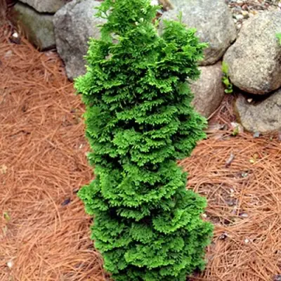 Туя СПИРАЛИС МИНИ западная в Пинске