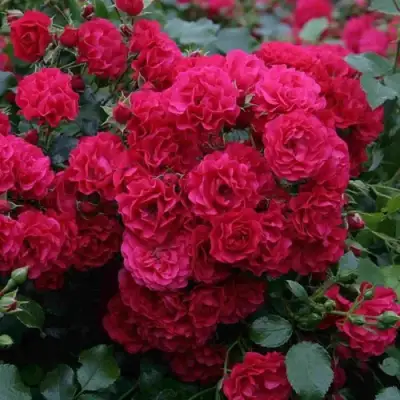 Роза РАДОСТЬ САДОВНИКА (ГАРТЕН ФРОЙДЕ) почвопокровная в Пинске