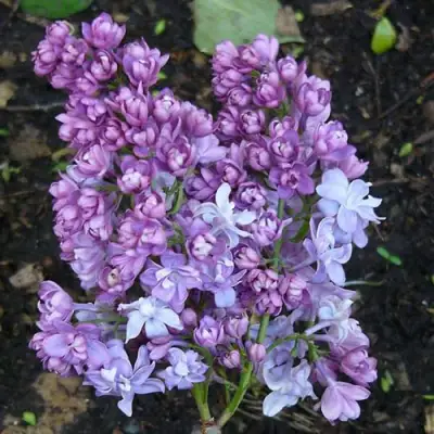 Сирень НАДЕЖДА в Пинске