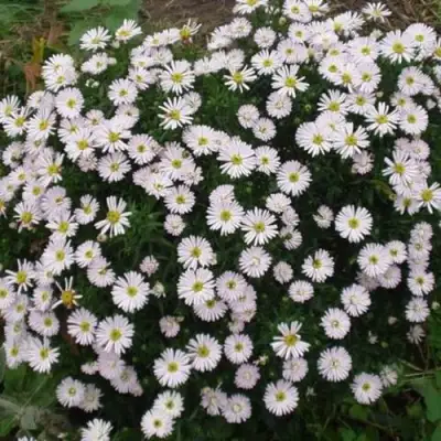 Астра ВАЙС многолетняя в Пинске