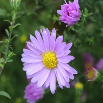 Астра СТРОУБЕРРИ ЭНД КРИМ новобельгийская в Пинске