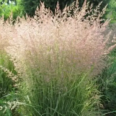 Вейник ОВЕРДАМ остроцветковый в Пинске