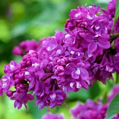 Сирень ОГНИ ДОНБАССА в Пинске