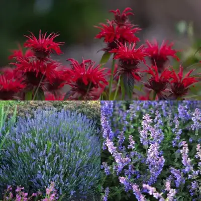 Комплект АРОМАТНЫЙ ЧАЙ в Пинске