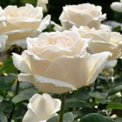 Роза БОИНГ чайно-гибридная в Пинске