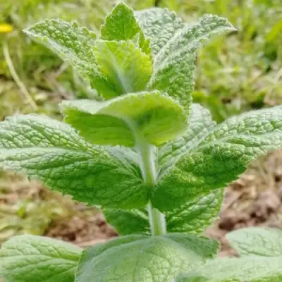 Мята яблочная в Пинске