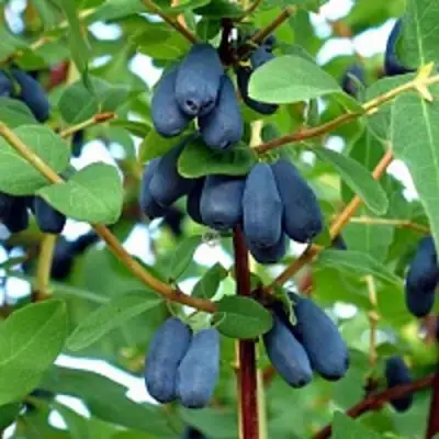 Жимолость съедобная АМФОРА в Пинске