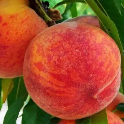 Персик ЗОЛОТОЙ ЮБИЛЕЙ в Пинске