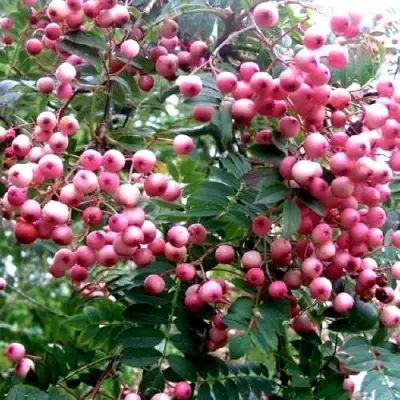 Рябина COREAL сладкоплодная  в Пинске