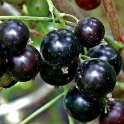 Смородина чёрная ЧЕРЕШНЁВАЯ в Пинске