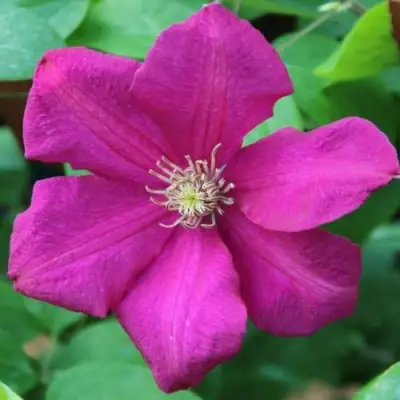 Клематис ЭРНЕСТ МАРКХАМ в Пинске