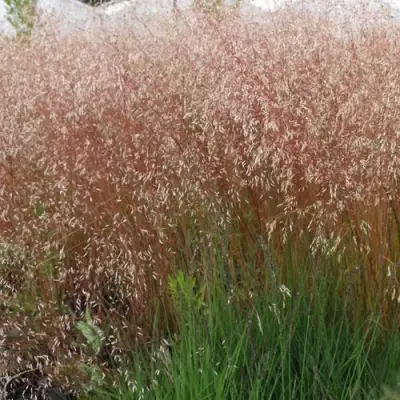 Щучка извилистая в Пинске