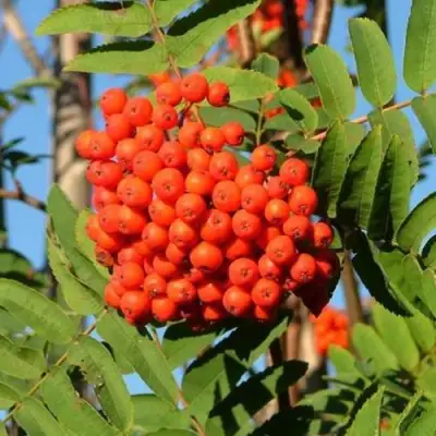 Рябина САХАРНАЯ ПЕТРОВА сладкоплодная в Пинске