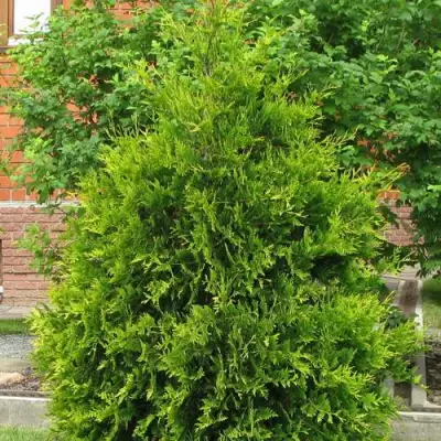 Туя АНЯ (АНИЕ) западная в Пинске