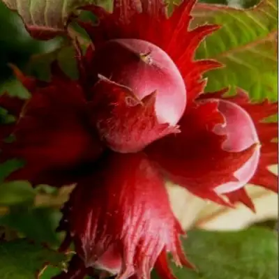 Фундук БАГРЯНЕЦ в Пинске