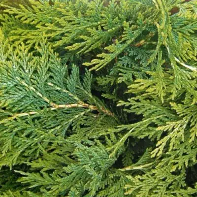 Кипарисовик ЭЛВУДИ ЭМПАЙР лавсона в Пинске