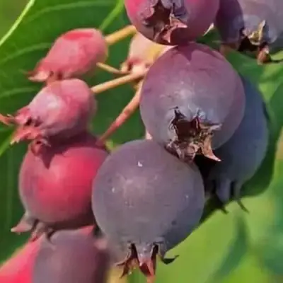 Ирга MANDAN в Пинске