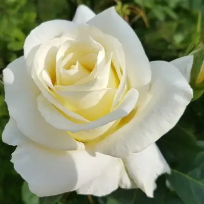 Роза МОНДИАЛЬ чайно-гибридная в Пинске