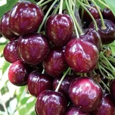 Черешня СИЛЬВИЯ колоновидная в Пинске