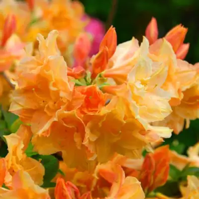 Азалия ЧАРДАШ листопадная в Пинске