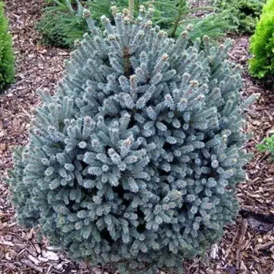 Ель НАНА сизая в Пинске