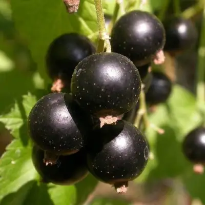 Смородина чёрная БИНАР в Пинске