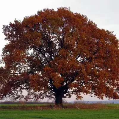 Дуб скальный в Пинске