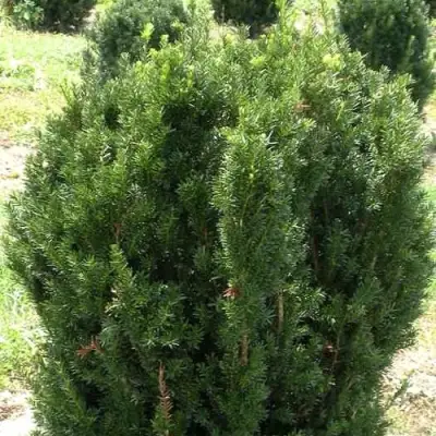 Тис ХИКСИ средний в Пинске