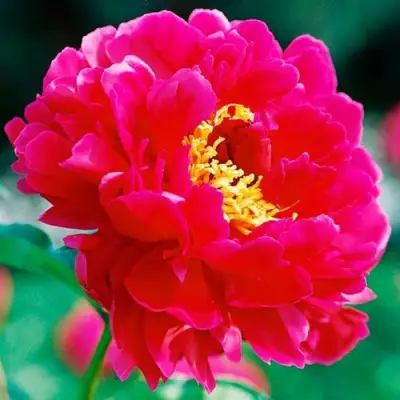 Пион ХРАБРЫЙ ВОИН травянистый в Пинске