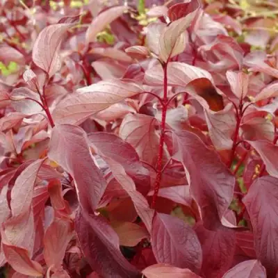 Дерен КРАСНЫЙ в Пинске