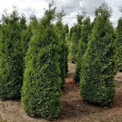 Туя ХОЛМСТРУП западная в Пинске