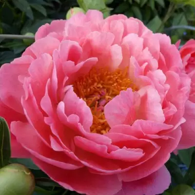 Пион КОРАЛ САНСЕТ травянистый в Пинске