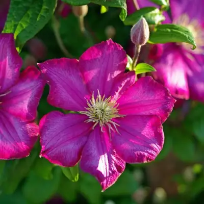 Клематис КАРМЕНСИТА в Пинске
