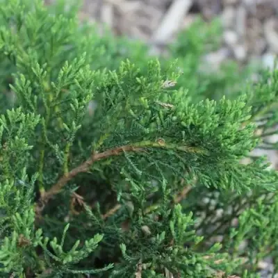 Можжевельник РОКЕРИ ДЖЕМ казацкий  в Пинске