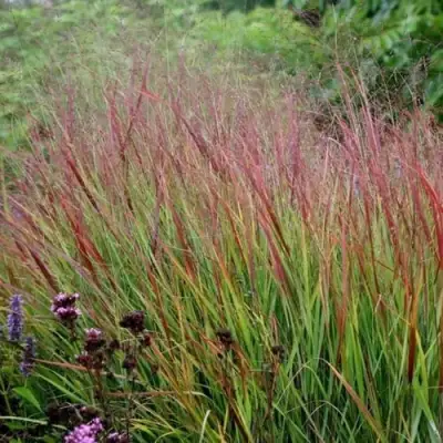 Просо РЕБРАУН прутьевидное в Пинске