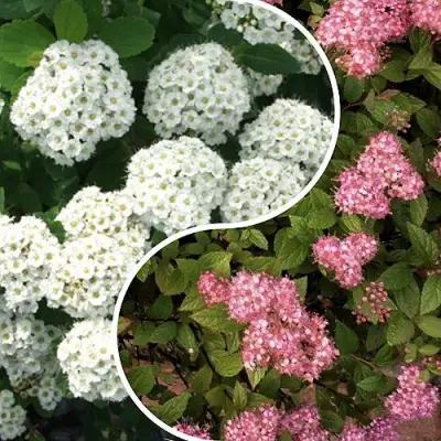 Комплект ТАЛАНТЛИВЫЙ САДОВОД в Пинске