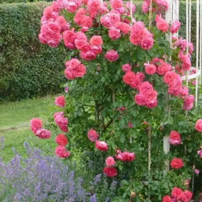 Роза РОЗАРИУМ ЮТЕРСОН плетистая в Пинске