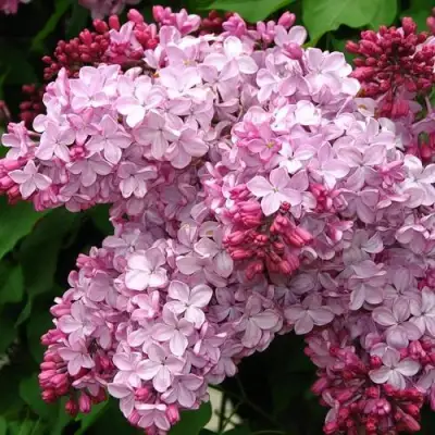 Сирень ЭСТЕР СТЕЙЛИ в Пинске