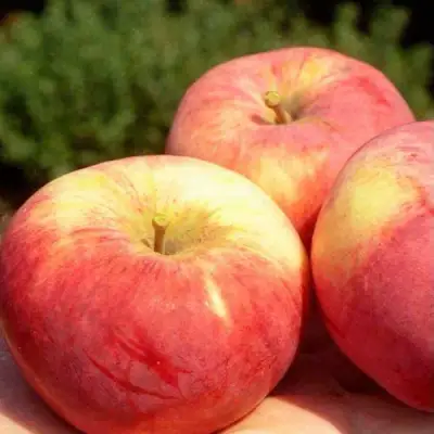 Яблоня ОРЛОВИМ в Пинске