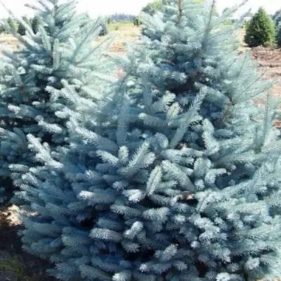 Ель ГЛАУКА колючая в Пинске