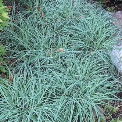 Осока БЛЮ ЗИНГЕР в Пинске