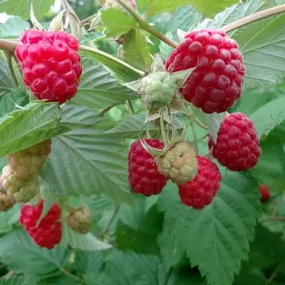 Малина ПРОСТО ПРЕЛЕСТЬ (СТОЛЕШНИК) в Пинске