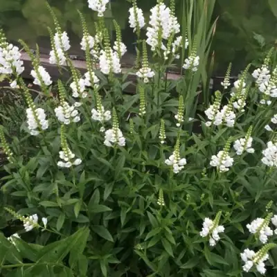 Физостегия АЛЬБА виргинская в Пинске